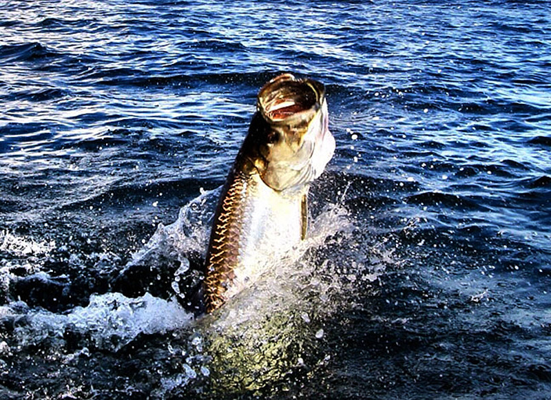 Прыжок тарпона