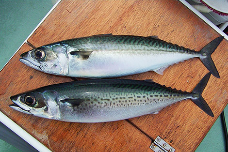 Макрель и ставрида